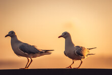 Seagulls In Warm Sunset Light