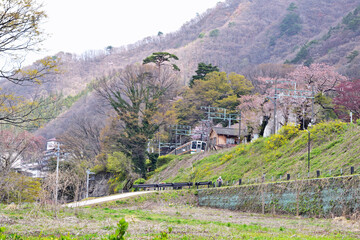 Wall Mural - 【群馬県利根郡】春の水上 桜咲く諏訪峡遊歩道