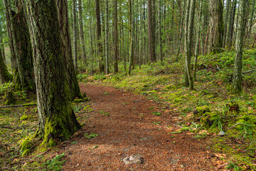 Wall Mural - well paved walking path in the park with moss covered trees on both sides