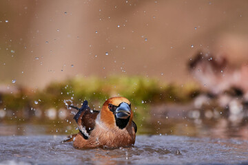 Wall Mural - Hawfinch ,,Coccothraustes coccothraustes,, in amazing wild danubian forest, Slovakia, Europe