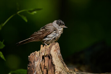 Wall Mural - Eurasian blackcap ,,Sylvia atricapilla,, in amazing wild danubian forest, Slovakia, Europe