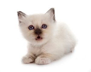 Sticker - birman kitten in studio