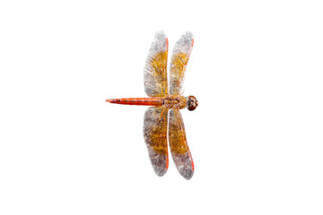 Sticker - Dragonfly orange insects isolated on white  background, top view.