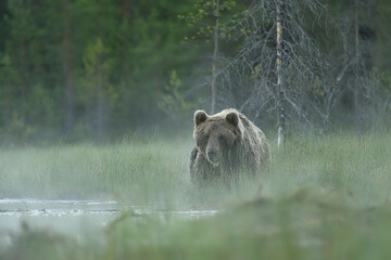 Wall Mural - brown bear in a foggy landscape