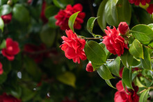 Flowers Of Camellia - Camellia Japonica - Are In Bloom In Fukuoka Prefecture, JAPAN.