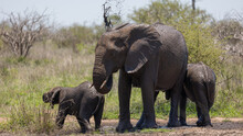 African Elephants Having A Mud Bath