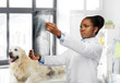 © Syda Productions - medicine, pet and healthcare concept - female veterinarian doctor looking at animal's x-ray over vet clinic office background