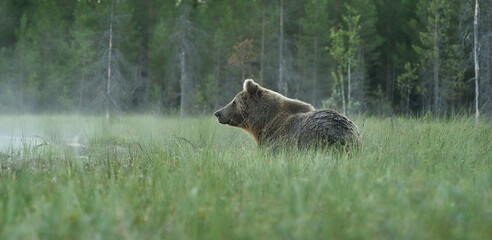 Wall Mural - Big male brown bear in the misty landscape