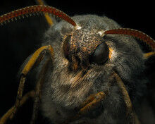 Macro Photo Of Poplar Hawk Moth Insect Close-up.