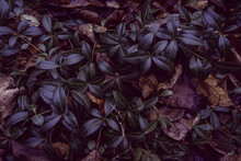 Dark Background Or Texture Of Climbing Plants With Dense Shiny Leaves