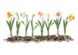 Daffodils, jonquil or narcissus flowers in the garden.  Spring work in the garden. Hand drawn watercolor illustration isolated on white background