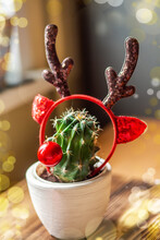 Cactus With Christmas Reindeer Antlers And Santa Claus Reindeer Nose. Cactus With Santa Claus Deer Antlers. Original Christmas Tree.