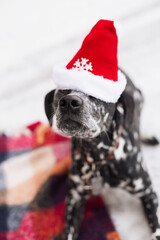 Wall Mural - black and white dalmatian dog in red santa hat in winter snow