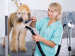 © caftor - hairdresser professional dries hair by fen dog fur Afghan hound dog in hairdresser for animal