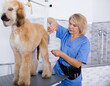 © caftor - woman hairdresser cuts Afghan puppy Shepherd in beauty salon for animals