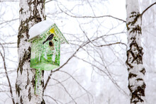 Birdhouse On A Winter Tree