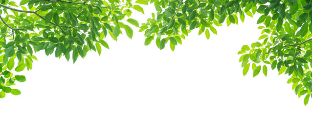 Green leaves on white background
