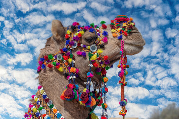 Wall Mural - Decorated camel head in desert Thar during the annual Pushkar Camel Fair near holy city Pushkar, Rajasthan, India