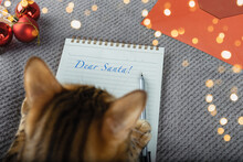 Bengal Cat Is Writing A Christmas Letter To Santa Claus.