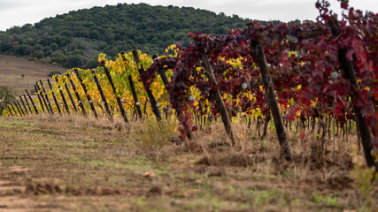 Foglie di vite in Autunno