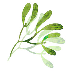 Wall Mural - Green Mistletoe branch watercolor as design element. Hand drawn sketch watercolour. Isolated in white background