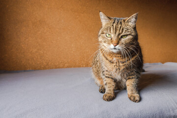 Funny portrait arrogant short-haired domestic tabby cat posing on dark brown background. Little kitten playing resting at home indoor. Pet care and animal life concept