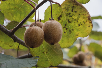 Wall Mural - Fresh kiwi fruit on a tree with leaves. A yellow kiwi hanging from a branch with green leaves on a sunny autumn day. Exotic tropical ripe fruits of the kiwi plant. Selective focus.