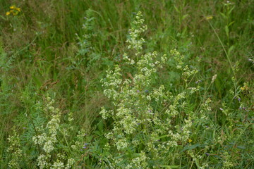 Canvas Print - white flowers of Galium mollugo plant