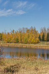 Autumn at Pylypow Wetlands in Edmonton, AB