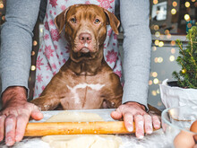 Adorable, Pretty Puppy And Handsome Man Preparing A Healthy Breakfast. Closeup, Indoors. Day Light, Studio Photo. Concept Of Care Pet And Healthy, Delicious Food