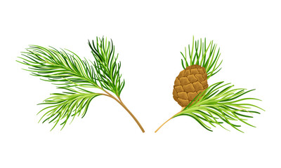 Wall Mural - Set of coniferous tree twigs with fir needle foliage vector illustration
