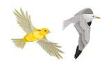 Fototapeta Pokój dzieciecy - Set of birds. Flying seagull and oriole vector illustration