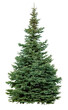 Green christmas fir tree