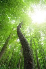 Wall Mural - Forest trees.Sunlight in the green forest, spring time.