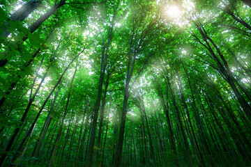 Wall Mural - Forest trees.Sunlight in the green forest, spring time.