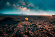 Lonely Desert Flower Añañuca Is Growing Despite Arid Environment Showing Resilience With Milky Way Background	