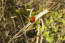 Closeup Of Red Ladybug Sitting On Grass In Autumn Garden