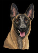 Belgian shepherd dog vector color illustration on black background