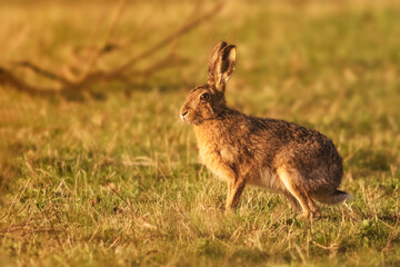 Poster - European hare in the field, Lepus europaeus