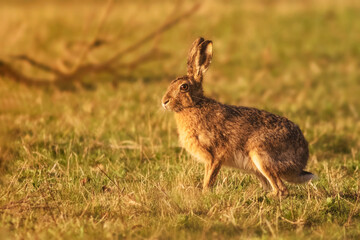 Wall Mural - European hare in the field, Lepus europaeus