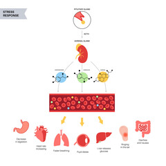 Sticker - Stress responce system