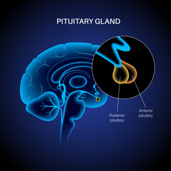 Canvas Print - Pituitary gland anatomy