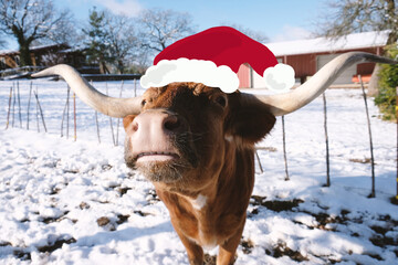 Sticker - Texas longhorn cow in snow during winter with Santa hat for funny farm Christmas greeting.