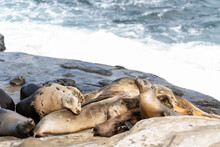 Seals Sleeping On Rock