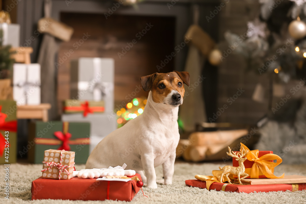 Cute Jack Russel Terrier with Christmas gifts at home