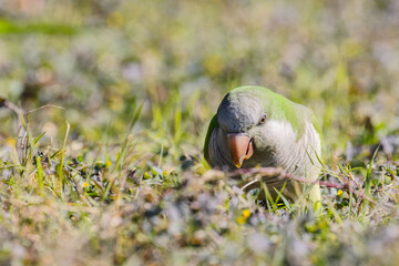 Poster - Monk parakeet (Myiopsitta monachus)