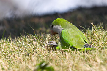 Poster - Monk parakeet (Myiopsitta monachus)