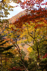 Wall Mural - forest plant in autumn fall season