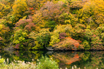 Sticker - Autumn forest and the lake