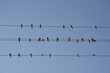 Swallow birds, swallow birds standing on cable